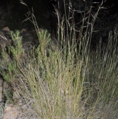 Rytidosperma pallidum (Red-anther Wallaby Grass) at Old Tuggeranong TSR - 25 Oct 2014 by MichaelBedingfield