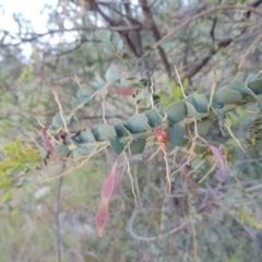 Acacia pravissima (Wedge-leaved Wattle, Ovens Wattle) at Chisholm, ACT - 25 Oct 2014 by michaelb