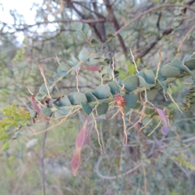 Acacia pravissima (Wedge-leaved Wattle, Ovens Wattle) at Old Tuggeranong TSR - 25 Oct 2014 by MichaelBedingfield