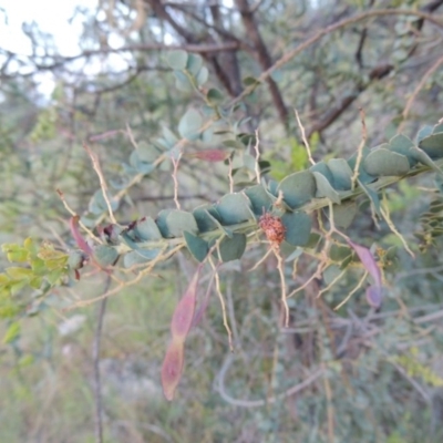 Acacia pravissima (Wedge-leaved Wattle, Ovens Wattle) at Melrose - 25 Oct 2014 by michaelb