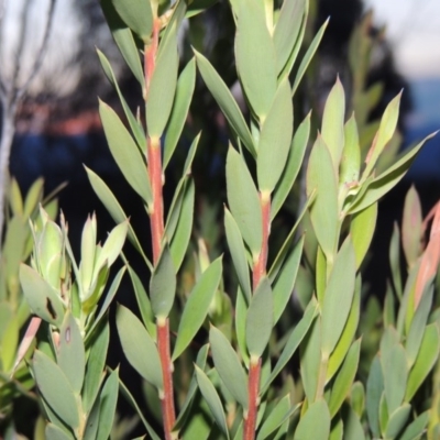 Styphelia triflora (Five-corners) at Old Tuggeranong TSR - 25 Oct 2014 by michaelb