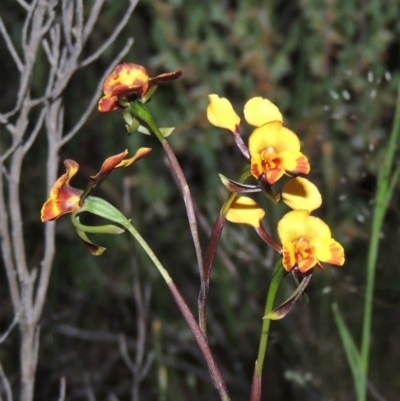 Diuris semilunulata (Late Leopard Orchid) at Melrose - 25 Oct 2014 by michaelb