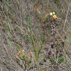 Diuris semilunulata at Old Tuggeranong TSR - suppressed