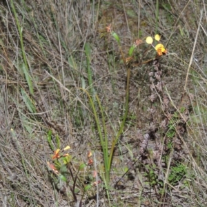 Diuris semilunulata at Old Tuggeranong TSR - suppressed