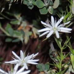 Stellaria pungens (Prickly Starwort) at Old Tuggeranong TSR - 25 Oct 2014 by michaelb