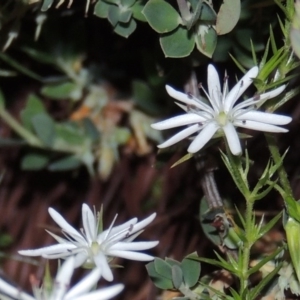 Stellaria pungens at Chisholm, ACT - 25 Oct 2014 08:03 PM