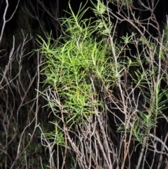 Cassinia quinquefaria (Rosemary Cassinia) at Chisholm, ACT - 25 Oct 2014 by MichaelBedingfield