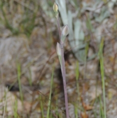 Thelymitra sp. (A Sun Orchid) at Chisholm, ACT - 25 Oct 2014 by michaelb