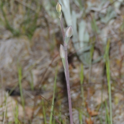 Thelymitra sp. (A Sun Orchid) at Old Tuggeranong TSR - 25 Oct 2014 by michaelb