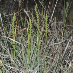 Microtis sp. (Onion Orchid) at Old Tuggeranong TSR - 25 Oct 2014 by michaelb