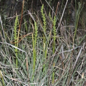 Microtis sp. at Chisholm, ACT - suppressed