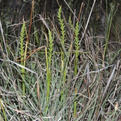 Microtis sp. (Onion Orchid) at Chisholm, ACT - 25 Oct 2014 by michaelb