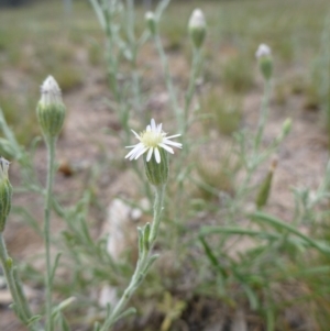 Vittadinia cuneata var. cuneata at Wanniassa, ACT - 4 Nov 2014