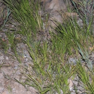 Lomandra filiformis at Old Tuggeranong TSR - 25 Oct 2014