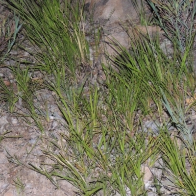Lomandra filiformis (Wattle Mat-rush) at Melrose - 25 Oct 2014 by michaelb