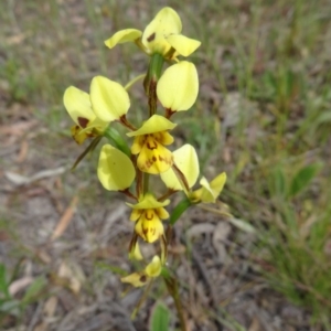 Diuris sulphurea at Kambah, ACT - suppressed