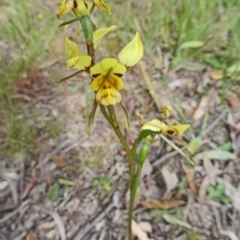 Diuris sulphurea at Kambah, ACT - 5 Nov 2014