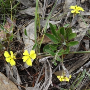 Goodenia hederacea at Kambah, ACT - 5 Nov 2014 08:43 AM