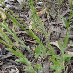 Wahlenbergia sp. at Kambah, ACT - 5 Nov 2014