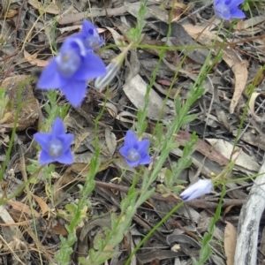 Wahlenbergia sp. at Kambah, ACT - 5 Nov 2014 08:49 AM