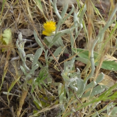 Chrysocephalum apiculatum (Common Everlasting) at Kambah, ACT - 5 Nov 2014 by galah681