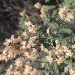 Pomaderris pallida (Pale Pomaderris) at Greenway, ACT - 26 Oct 2014 by michaelb