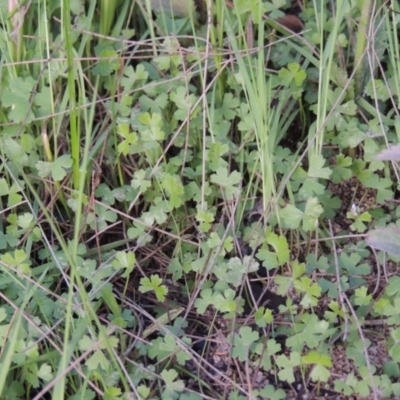 Hydrocotyle tripartita (Pennywort) at Greenway, ACT - 26 Oct 2014 by michaelb