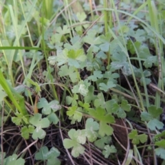 Hydrocotyle tripartita at Greenway, ACT - 26 Oct 2014