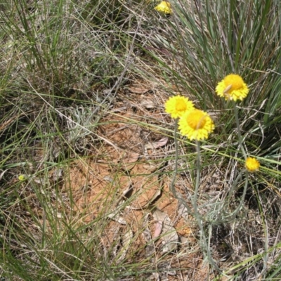 Leucochrysum albicans subsp. albicans (Hoary Sunray) at Australian National University - 6 Nov 2014 by TimYiu