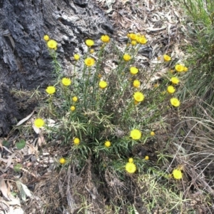 Xerochrysum viscosum at Acton, ACT - 6 Nov 2014 12:00 AM