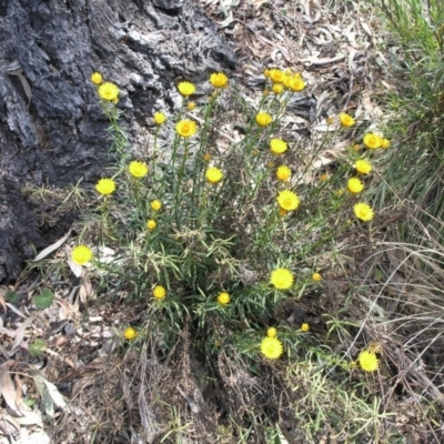 Xerochrysum viscosum (Sticky Everlasting) at ANU Liversidge Precinct - 5 Nov 2014 by TimYiu