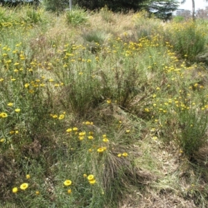 Xerochrysum viscosum at Acton, ACT - 6 Nov 2014