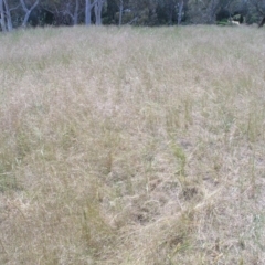 Austrostipa scabra subsp. falcata (Rough Spear-grass) at Acton, ACT - 6 Nov 2014 by TimYiu