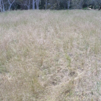 Austrostipa scabra subsp. falcata (Rough Spear-grass) at Australian National University - 5 Nov 2014 by TimYiu