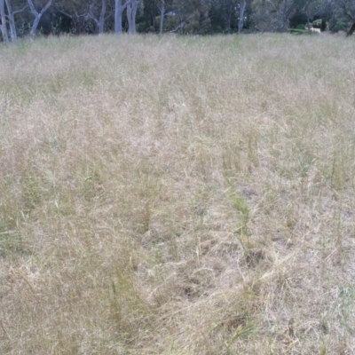 Austrostipa scabra subsp. falcata (Rough Spear-grass) at Acton, ACT - 6 Nov 2014 by TimYiu