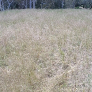 Austrostipa scabra subsp. falcata at Acton, ACT - 6 Nov 2014