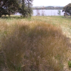 Austrostipa scabra subsp. falcata at Acton, ACT - 6 Nov 2014