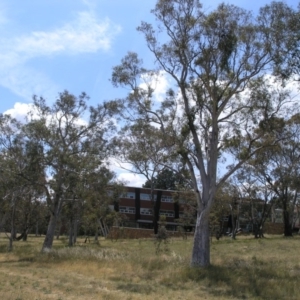 Eucalyptus mannifera at Mount Ainslie to Black Mountain - 6 Nov 2014