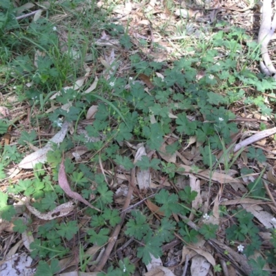 Geranium solanderi var. solanderi (Native Geranium) at Acton, ACT - 6 Nov 2014 by TimYiu