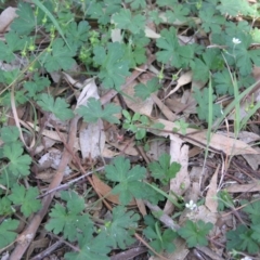 Geranium solanderi var. solanderi at Acton, ACT - 6 Nov 2014