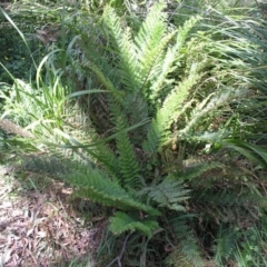 Polystichum proliferum (Mother Shield Fern) at ANU Liversidge Precinct - 5 Nov 2014 by TimYiu