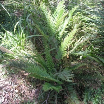 Polystichum proliferum (Mother Shield Fern) at Acton, ACT - 5 Nov 2014 by TimYiu