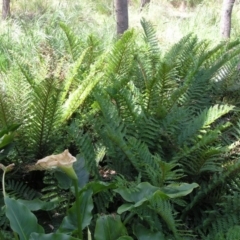 Polystichum proliferum at Acton, ACT - 6 Nov 2014