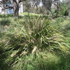 Lomandra longifolia (Spiny-headed Mat-rush, Honey Reed) at Acton, ACT - 5 Nov 2014 by TimYiu