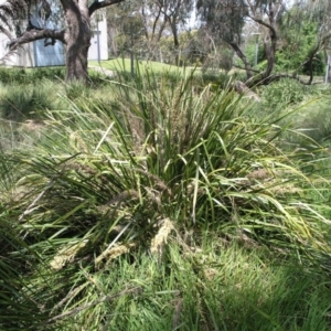 Lomandra longifolia at Acton, ACT - 6 Nov 2014