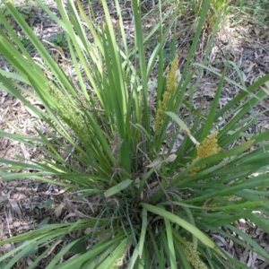 Lomandra longifolia at Acton, ACT - 6 Nov 2014