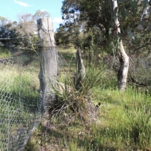 Dianella sp. aff. longifolia (Benambra) at Theodore, ACT - 27 Oct 2014 05:57 PM