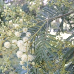 Acacia mearnsii (Black Wattle) at Theodore, ACT - 27 Oct 2014 by michaelb