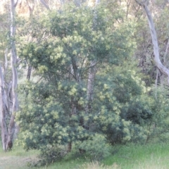 Acacia mearnsii (Black Wattle) at Tuggeranong Hill - 27 Oct 2014 by michaelb