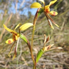 Diuris sulphurea (Tiger Orchid) at Theodore, ACT - 27 Oct 2014 by MichaelBedingfield